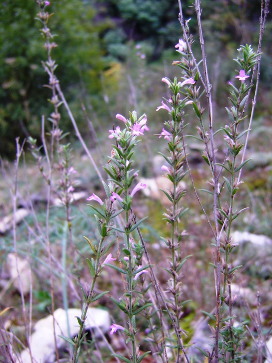 Micromeria graeca